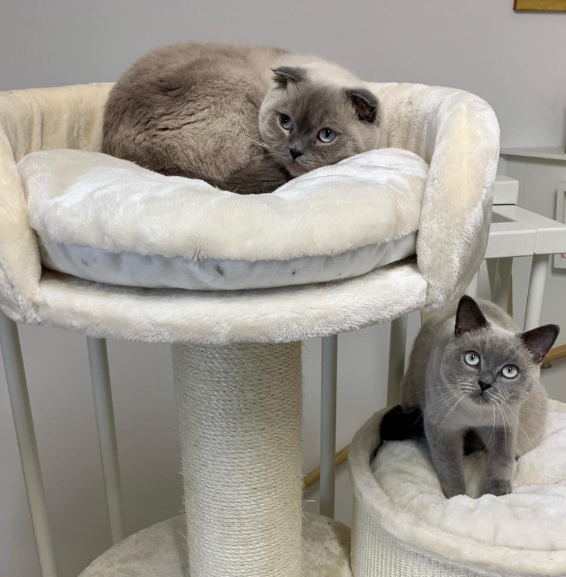 Scratching sales post cattery