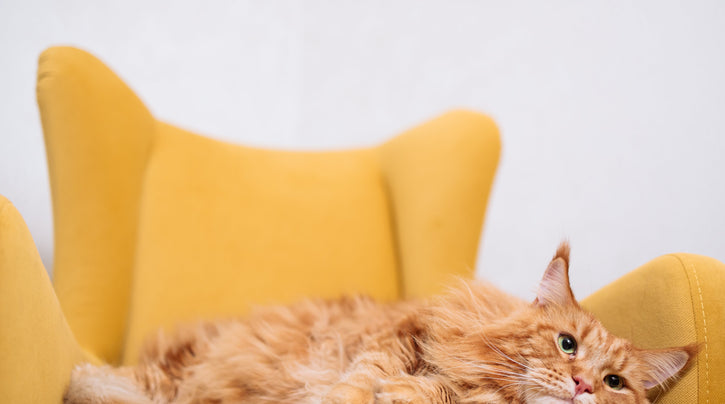 How to train cats not to scratch furniture: Furniture protection tips