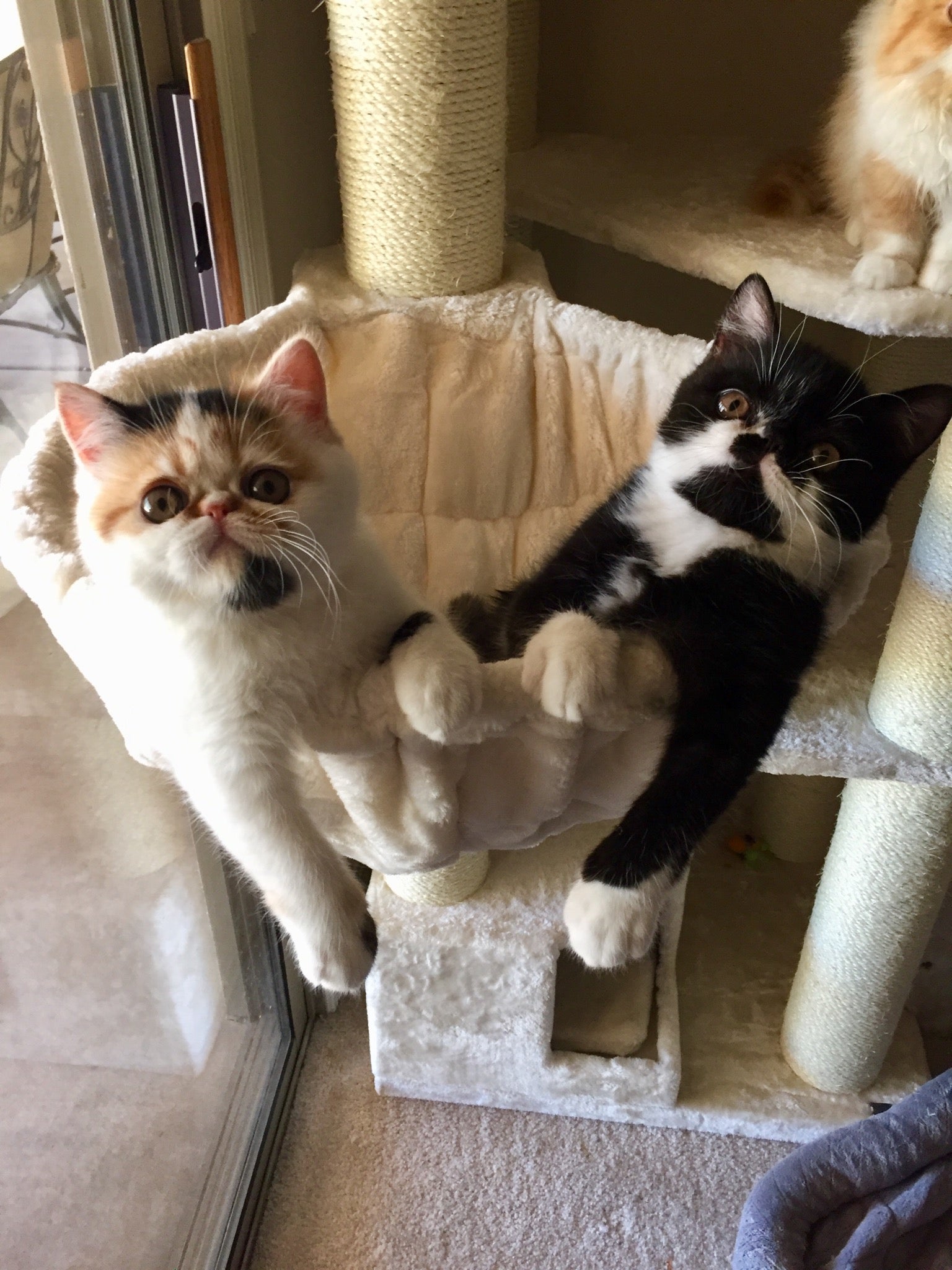 Small Cat Big Cat Tree Why Size Matters More Than You Think small-cat-big-cat-tree-why-size-matters-more-than-you-think