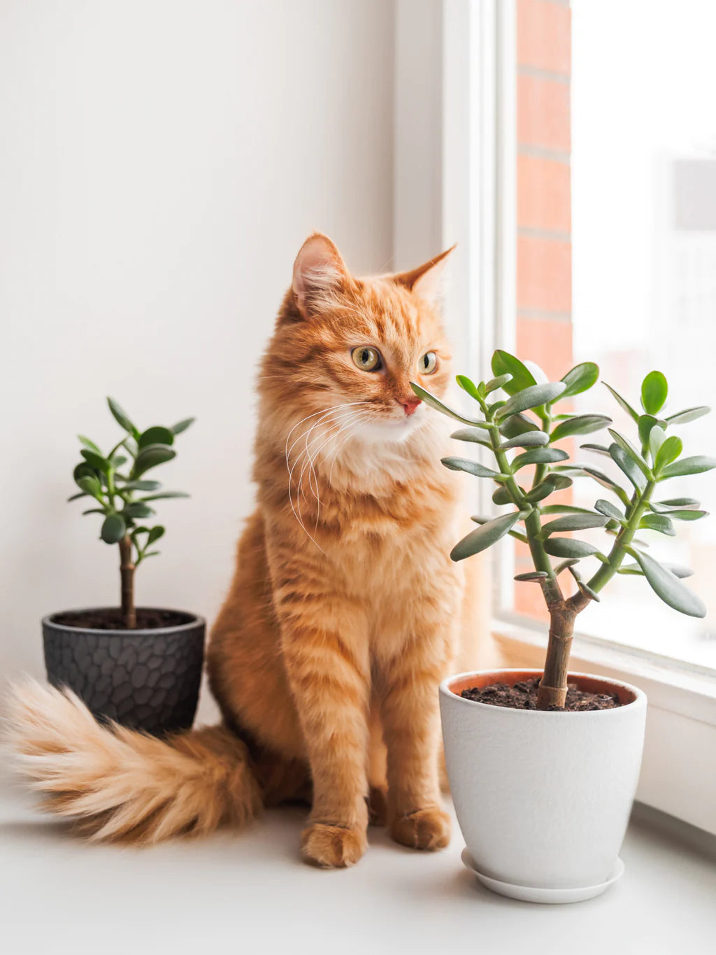 Green and Paws: Cats and Plants at Home