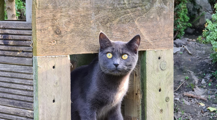 What’s cosiness to you? One cat or seven?