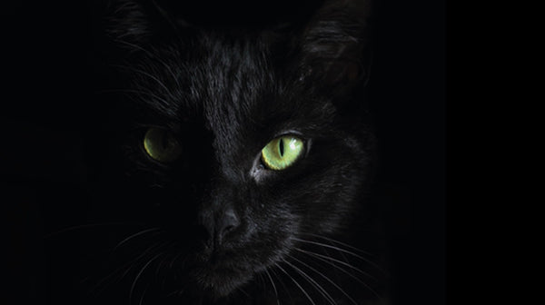 Unraveling the Mystique: Black Cats in History and Black Friday Meow-nanza!