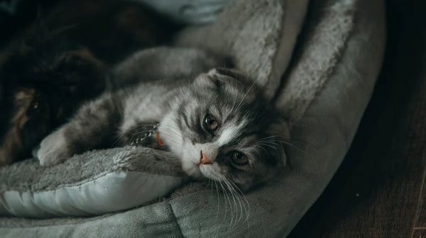 Discover the different character traits of different cat breeds