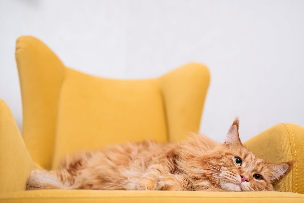 How to train cat clearance to not scratch furniture