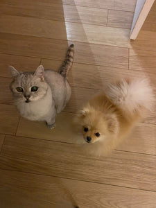 “Living like cat and dog” – but in good harmony!