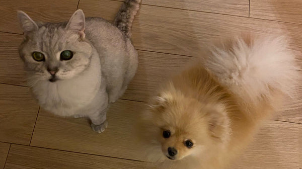 “Living like cat and dog” – but in good harmony!