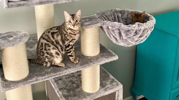 Bengal Behavior Decoded — What Your Bengal Is Trying to Tell You