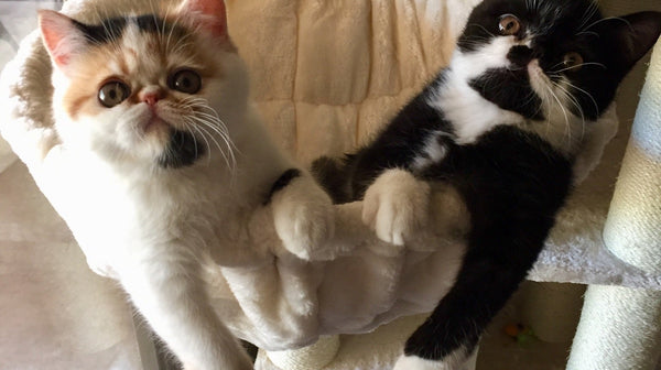 Small Cat, Big Cat Tree: Why Size Matters More Than You Think