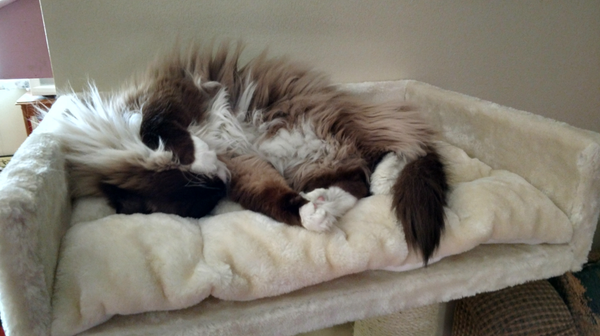What to Do With Your Cat When You Go on Vacation