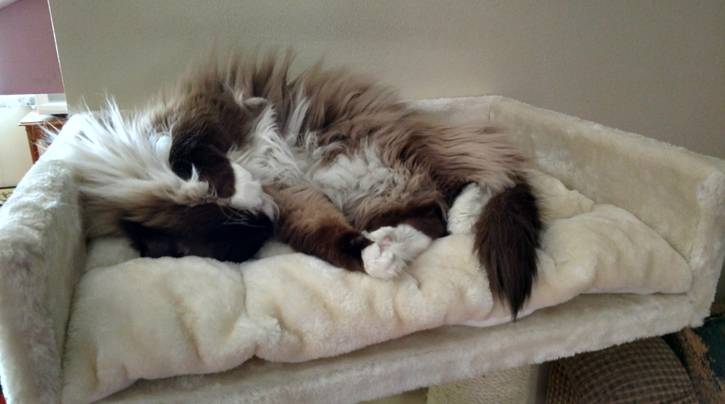 What to Do With Your Cat When You Go on Vacation