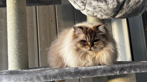The Ragdoll Owner's Complete Guide: Behavior, Needs & What to Actually Buy