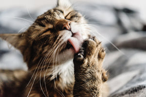 10 fun facts about cats.