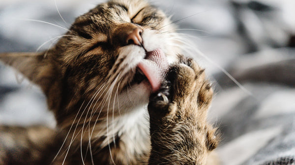 10 fun facts about cats.
