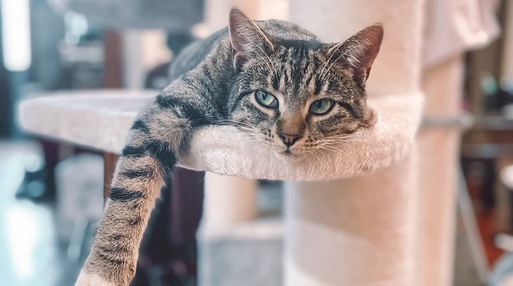 Rescue Cat Crew: the no-kill rescue for cats in Sydney