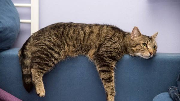 Back to Work, Back to School — What Your Cat Is Going Through on September 1st