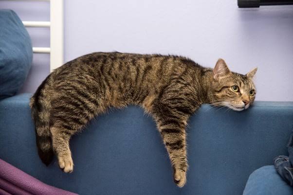 Back to Work, Back to School — What Your Cat Is Going Through on September 1st