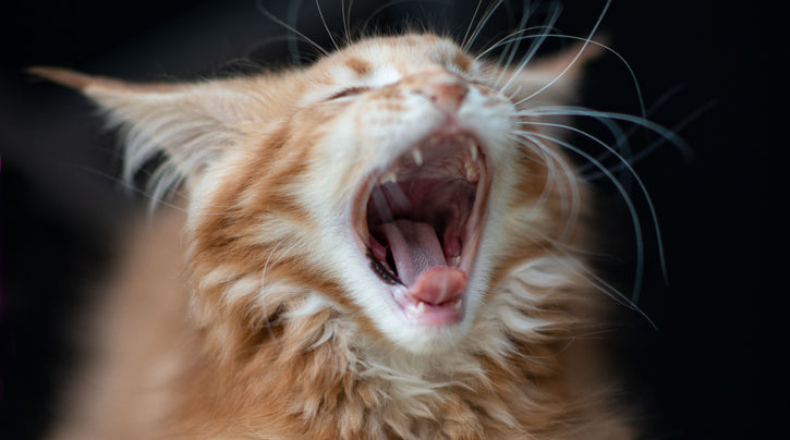 The 7 Stages of a Cat Being Ignored — And How to Stop the Spiral