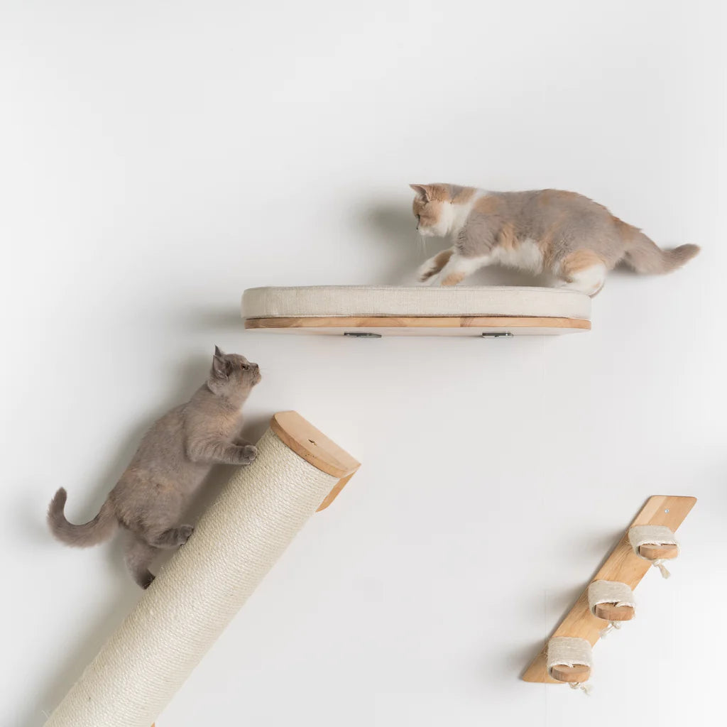 Spring Cat Wall All Cat Walls
