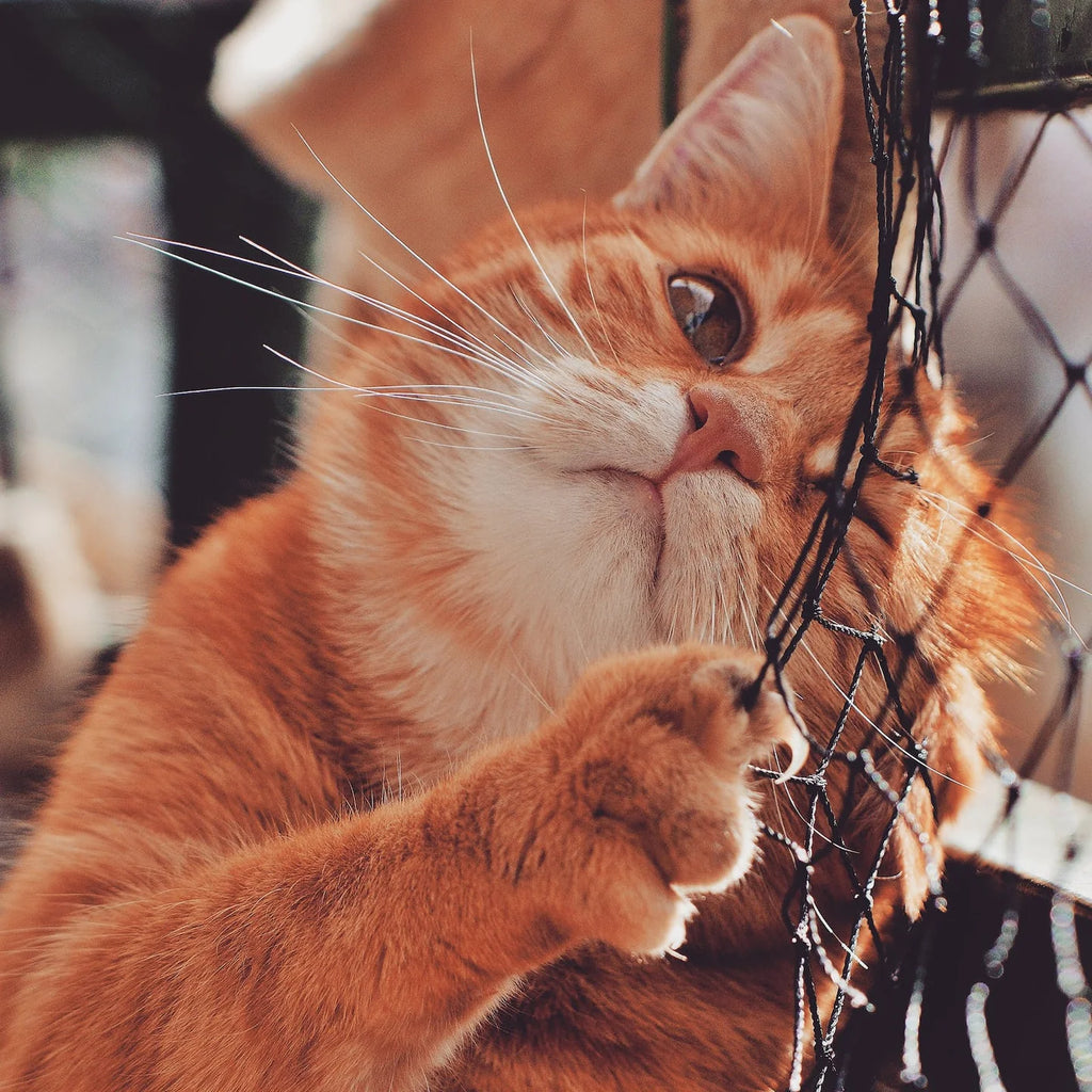 How to teach your cat not to scratch furniture online